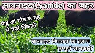 Cyanide Poisoning treatment in cattle  सायनाइड विषाक्तता [upl. by Alleras]