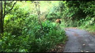 Gavi Kerala Elephants attack on our car by Vaishanav sajith [upl. by Lonna]