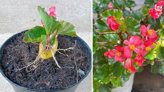 Begonia will bloom 500 flowers when combined with banana and rooting cream│Begonia [upl. by Lawan]