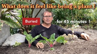 Human plants himself in the soil to find out what it feels like being a plant [upl. by Eet]