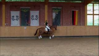 Trakehner Wallach quotDaedalusquot [upl. by Dammahom]