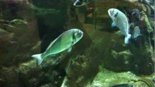 Gilthead Bream Sparus Aurata [upl. by Partridge]