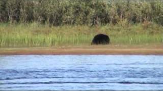 Ingstad Creek Expedition  Black bear at the shores of Snowdrift River [upl. by Alauqahs418]