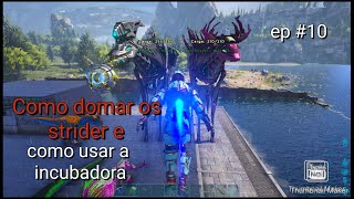 Como domar o strider hackear e como usar a incubadora [upl. by Dadelos]