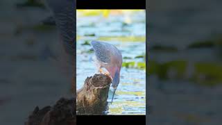 brown herrons catch fun video shorts funny viral youtubeshorts wildlife birds [upl. by Erik]