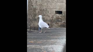 Le coco de SaintMalo [upl. by Om]