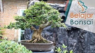 Koleksi Bonsai Mas Limpat Jogja [upl. by Okiram]