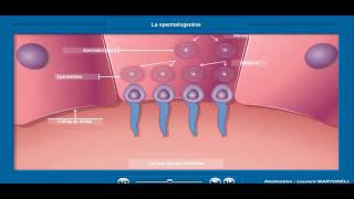 Les étapes de la spermatogenèse [upl. by Anileva]