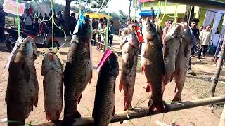 old Puthimari baham fishing competition 16112024 [upl. by Ajaj]