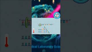 NGS Sanger Sequencing Method [upl. by Cesare912]