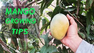 The Secret To Growing Mango  Growing Tips [upl. by Olnton]