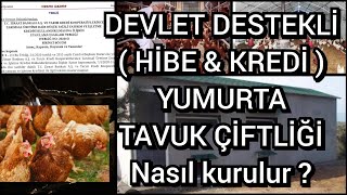 Çok az Sermaye ile sıfırdan yumurta tavuğu çiftliği nasıl kurulur Devlet destekleri neler  tavuk [upl. by Avert]