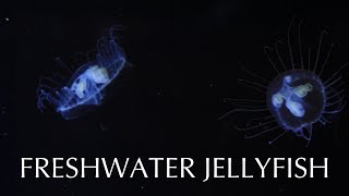 Freshwater Jellyfish [upl. by Regdor]