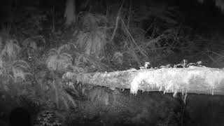 Meidase S3 Pro Trail Camera  Bear getting a drink under the log bridge [upl. by Asihtal56]