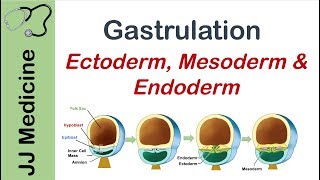 Gastrulation  Formation of Germ Layers  Ectoderm Mesoderm and Endoderm [upl. by Jaco]