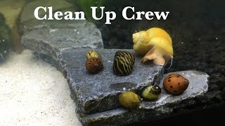 Mystery Snails and Nerite Snails time lapse [upl. by Trinity]