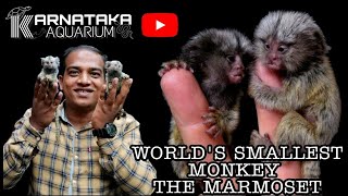 All About Worlds Smallest Monkey MARMOSET 🐒  Petting  Careing  Diet  at KARNATAKA AQUARIUM [upl. by Araiek]