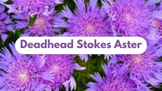 How To Deadhead Stokes Aster For More Blooms [upl. by Nawor]