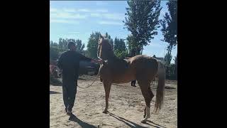 Natural Horse Meeting Process Complete Video  Horse Meeting  Zee Pets [upl. by Nahc795]