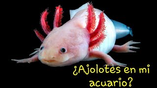 ¿Puedo tener un ajolote  Capitulo 2 [upl. by Maribeth49]