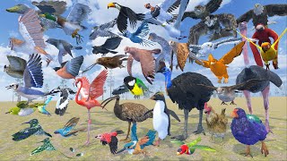 Bird Size Comparison in 3D Animation  Realistic World Data [upl. by Isacco]