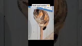 KOMİK MONTAJ  KEDİ ÖZEL HAREKAT 🐱 FUNNY EDIT  CAT SPECIAL FORCES 🐱 [upl. by Assyram943]