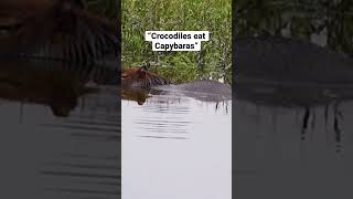 Crocodiles eat Capybaras capybara shorts [upl. by Wilden887]