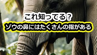 像の鼻に指があるって知っていた？像鼻指 [upl. by Aeneus]