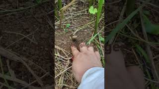 Myoga ginger sa garden vegetables plants shortsvideo [upl. by Sousa]