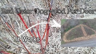 Red Osier Dogwood For Deer and Deer Bedding [upl. by Dot]