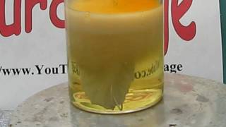 Make Silver Nitrate From Silver and Nitric Acid [upl. by Salba5]