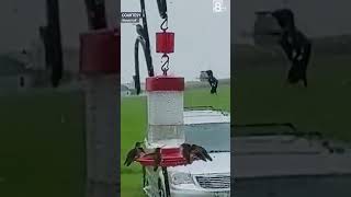 Hummingbirds feeding in rain [upl. by Eisseb]