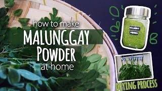 How to make Malunggay Moringa Powder at Home ll Quick and Easy steps ll Drying process [upl. by Anaul]