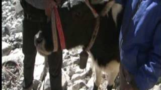 Teaching Phurba to deworm yaks with SafeGuard at the basecamp of Mount Everest [upl. by Auqinom]