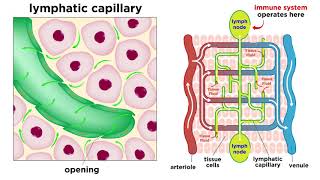 The Circulatory System Part 3 The Lymphatic System [upl. by Leann]