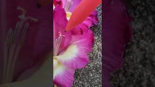 Plant flower anatomy and fertilization  gladiolus [upl. by Zenda]