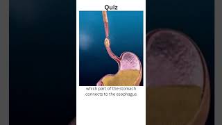 which part of the stomach connects to the esophagusanatomyshortsfeedshortsquiz [upl. by Enayr]