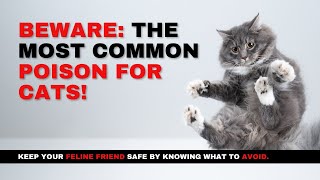 Cat Care Tips Poisoning Risks amp How to Keep Your Cat Safe [upl. by Araik]