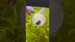 Caracol PLANORBIS 🐌 fish guppy aquarium pecera bettafish peces snail pecestropicales pez [upl. by Branca]