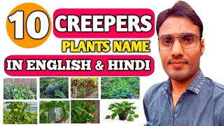 Creepers Name in English  Creepers plants Name in English and Hindi  Creepers and Climbers Plants [upl. by Nalhsa487]