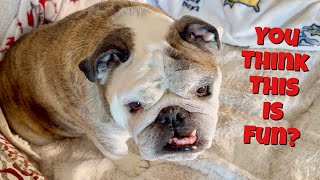 Reuben the Bulldog The Amazing Bulldog  FUN FACTS [upl. by Tegdig199]