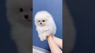 How to buy a puppy online in India  pomeranian dog online shopping  online dog keise kharide dog [upl. by Suivatra]