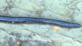 Giant earthworm in Mizoram [upl. by Pacorro411]