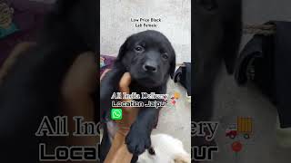 8829084391 Black Lab Female 🐕📍🚚 dog doglover dogs breeder music beats [upl. by Alber]