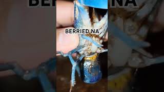 WOW BERRIED NA ANG ATING CRAYFISH 🦞🦞🦞 crayfish crawfish arc lobster australianredclaw berried [upl. by Vincenz]