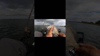 porgy aka scup on the Bay fishingny porgyfishing fishingmethods saltwater jig asiancrabs [upl. by Paige498]