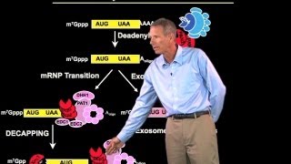 mRNA degradation  Roy Parker BoulderHHMI [upl. by Airdnahc545]