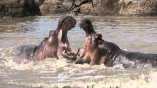 Hippos Fighting on the Luangwa [upl. by Tsyhtema]