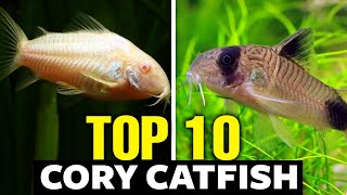 Top 10 Cory Catfish Types  The Best Catfish For Your Aquarium [upl. by Atyekram]