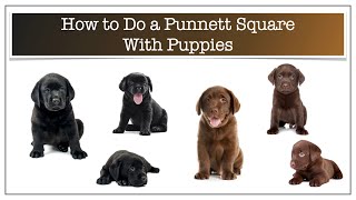 How to do a Punnett square with puppies [upl. by Haney]